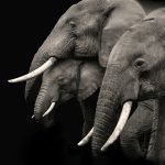 Cerpen Revolusi Gajah, Picture from Unsplash.