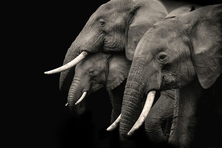 Cerpen Revolusi Gajah, Picture from Unsplash.